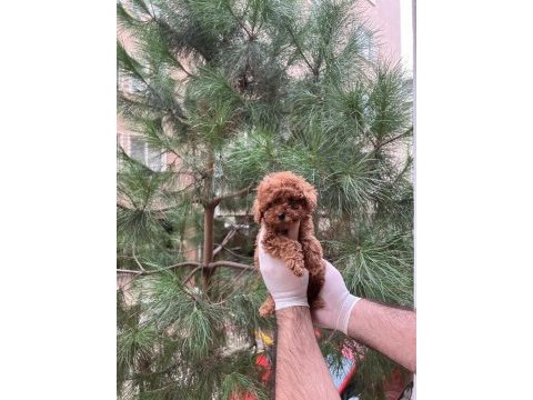 Kore teacup poodle yavru