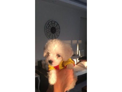 Orjinal safkan teacup kore maltese terrier