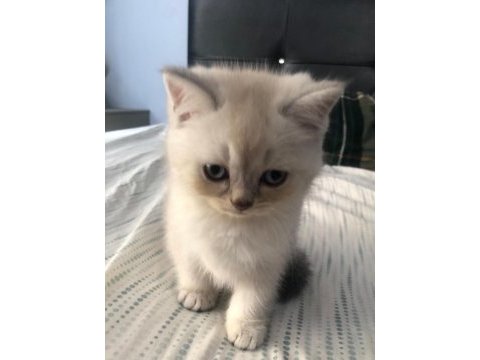 British blue point yavru