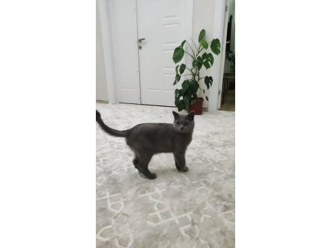 British shorthair
