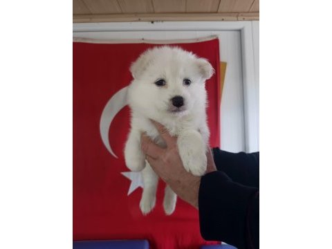 Samoyed yavrularımız
