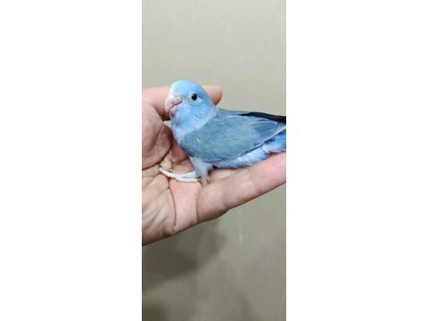 Forpus erkek bebek