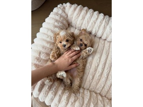 Sevimli maltipoo yavrumuz yeni ailelerini arıyor