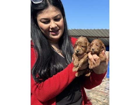Sağlık ve ırk garantili maltipoo yavrularım