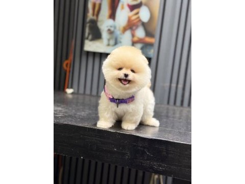 Sağlık ve ırk garantili pomeranian