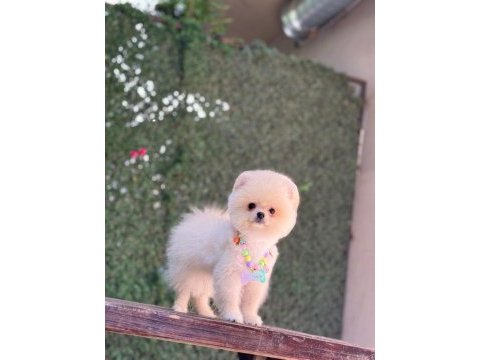 Sağlık ve ırk garantili pomeranian köpeği