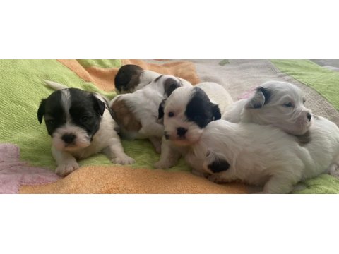 2 aylık yavru dişi morkie