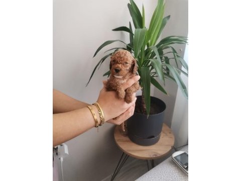 Üst kalite 0 numara maltipoo yavrularımız