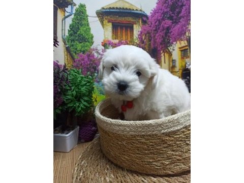A kalite maltese terrier yavrular