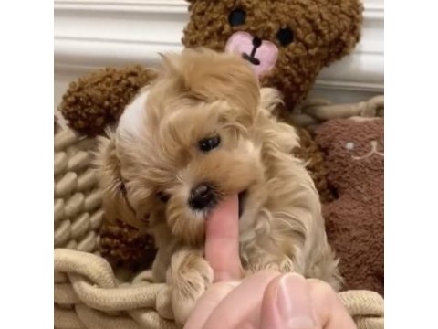 Maltipoo kore ufak surat yapısı en küçük boy yavrular