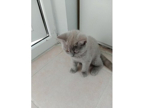 British shorthair minnagimizin yeni evini ariyoruz