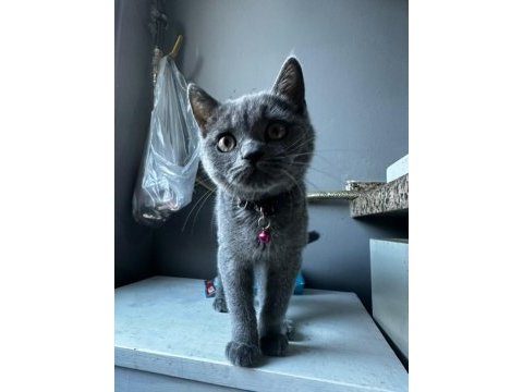 4 aylık sevimli oyuncu british shorthair yavrular
