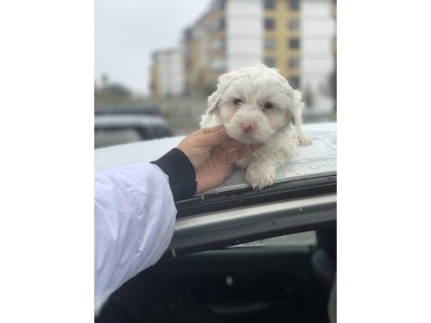 Erkek yavru son maltipoo
