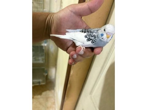 29 günlük konuşturmalık muhabbet kuşu bebek