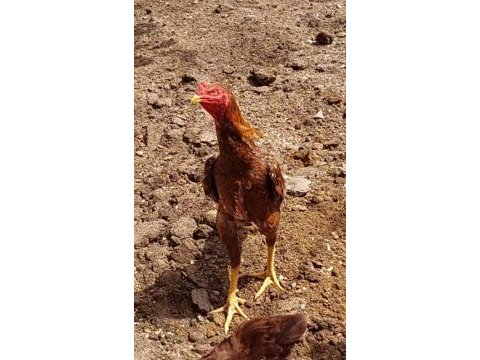 Safkan hint horozları