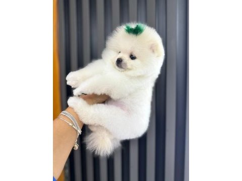 Pomeranian teacup beyaz erkek