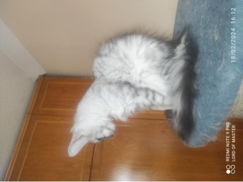 Palesilver maine coon yavrular