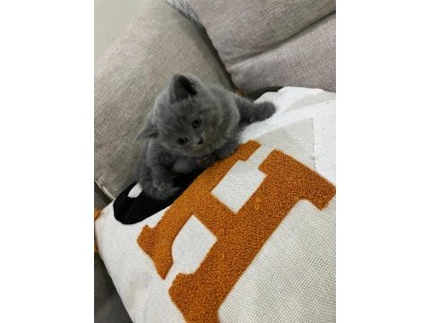 Safkan çok tatlı british shorthair yavrular