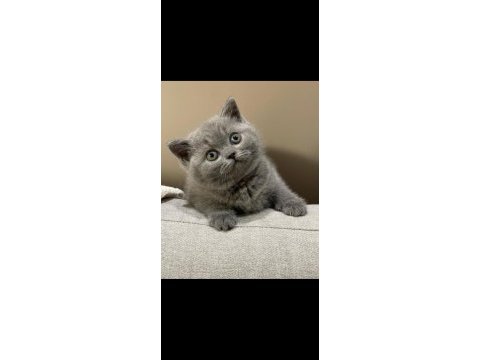 Kara kuzum gri british shorthair 