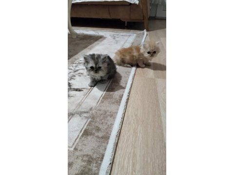 Chinchilla yavru kedimiz