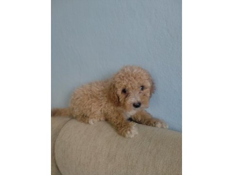 Toy poodle yavru