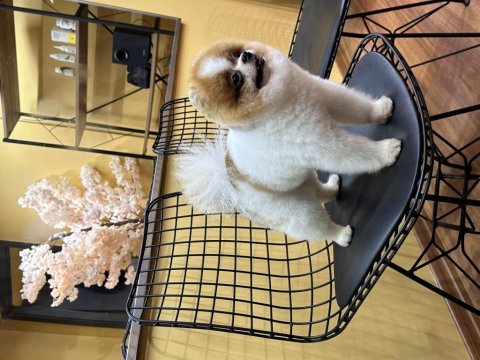 Oğluma eş arıyorum çiftleştirmek için pomeranian boo