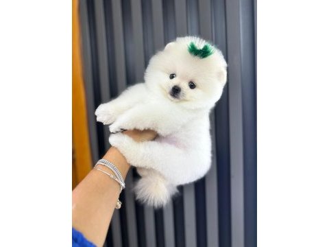 Pomeranian teacup beyaz erkek