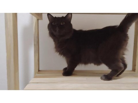 British shorthair kız kardeşler