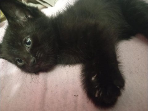 British shorthair 2 aylık