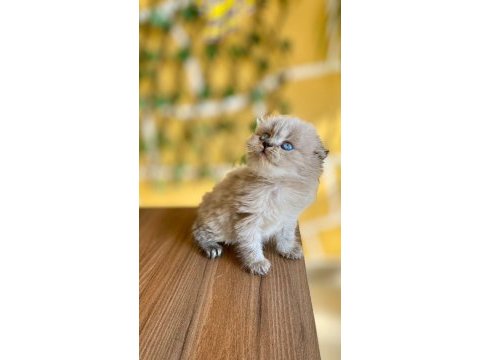 Scottish fold kaçmaz fırsat