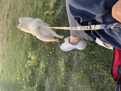 1.5 yaşında dişi pomeranian spitz