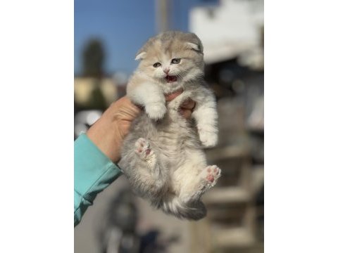 A kalite tricolor dişi scottish fold yavrumuz
