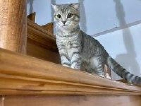 5 aylık dişi scottish fold aileler için sahiplendirme