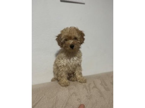 Erkek güzeli maltipoo bebeğim