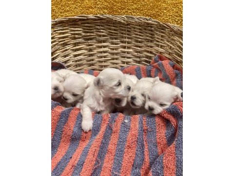Sıfır numara maltese köpekler