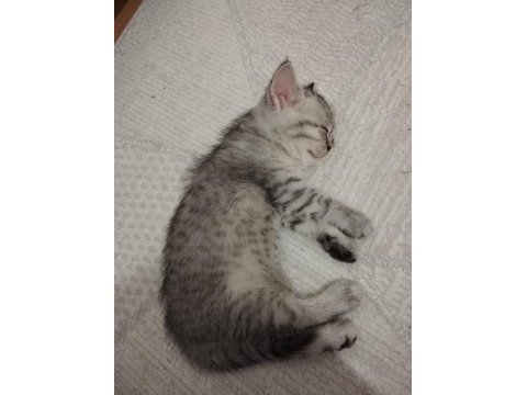 1.5 aylık dişi british shorthair silver