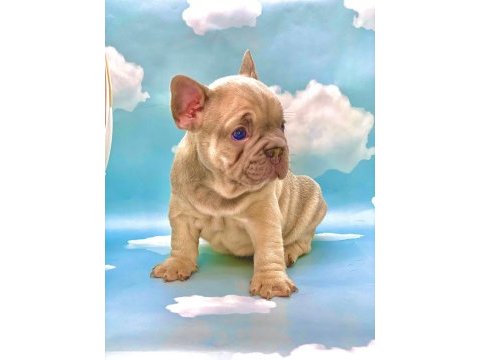 Üst kalite blue fawn french bulldog erkek