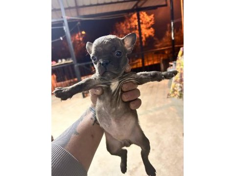 Güzeller güzeli french bulldog bebeklerimiz