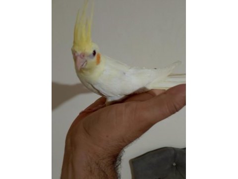 3 aylık sultan papağanı yavrular