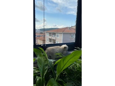 Yavru kedilerimize sıcak yuva
