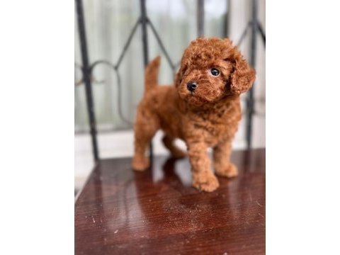 Petmode köpek çiftliğinden toy poldle yavrular