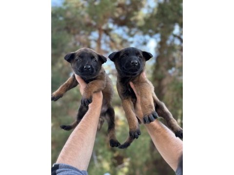 A kalite orjinal malinois yavrularımız hazır