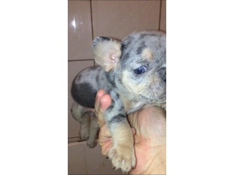 Dişi merle tan anatomi harikası french bulldog