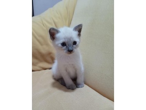 Yavru ragdol kediler