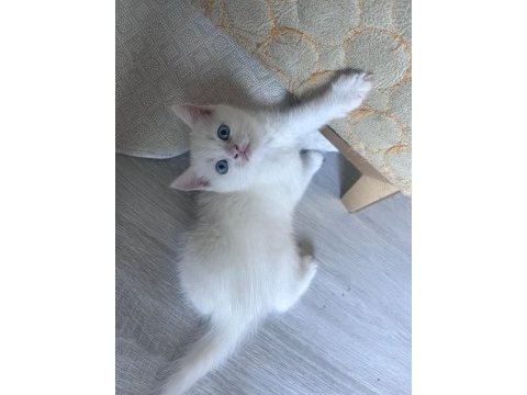 British shorthair yavrularıma yuva arıyorum