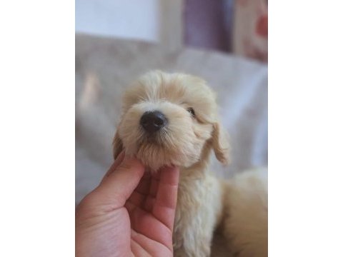 Maltipoo yavrumuz