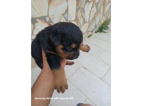 Saf alman rottweiler