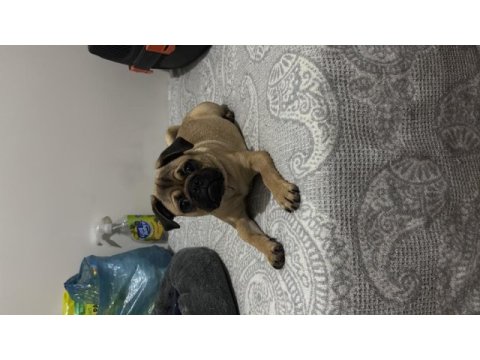 4 aylık pug yavrusu