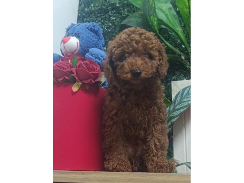 Tatlı tatlı poodle yavrumuz