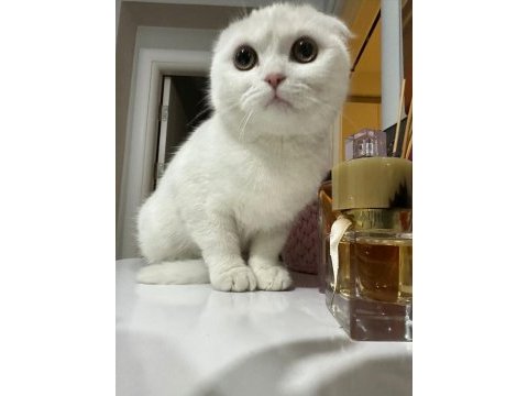Kırık kulak cins kedimiz